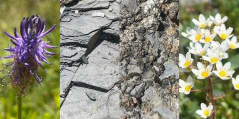 28.06.26 – Enquête géo-botanique