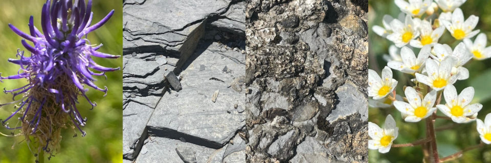 28.06.26 – Enquête géo-botanique