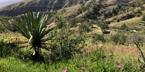 Novembre 2026 – Cap Vert entre volcans et océan