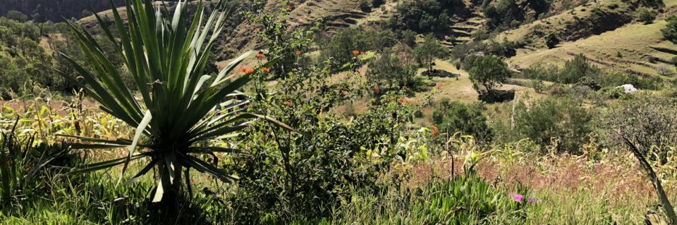 Novembre 2026 – Cap Vert entre volcans et océan